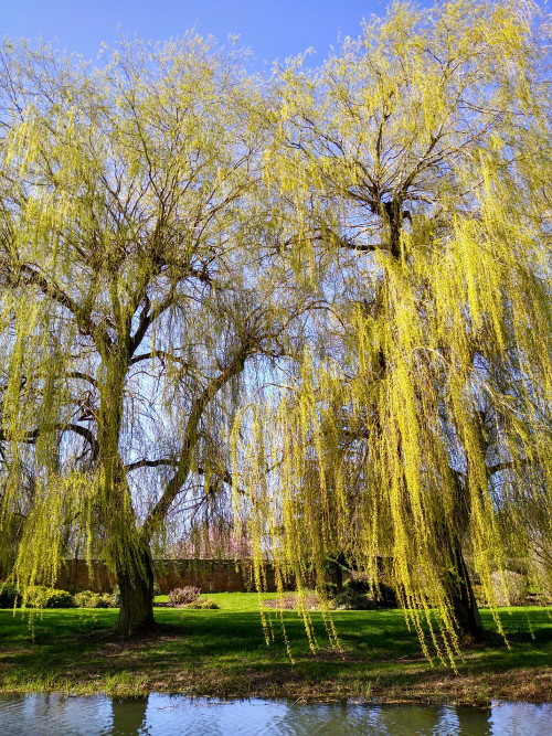 IMG_20210329_143544193_HDR.jpg